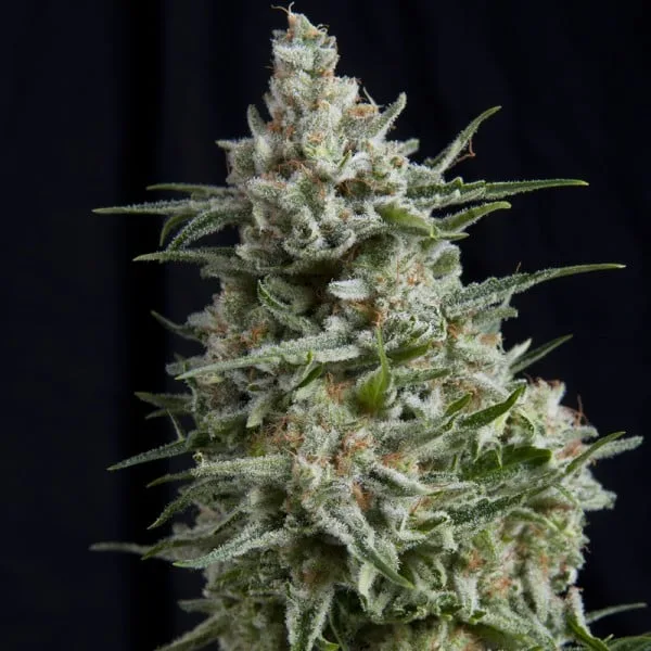 Anesthesia Auto X3+1. Pyramid Seeds