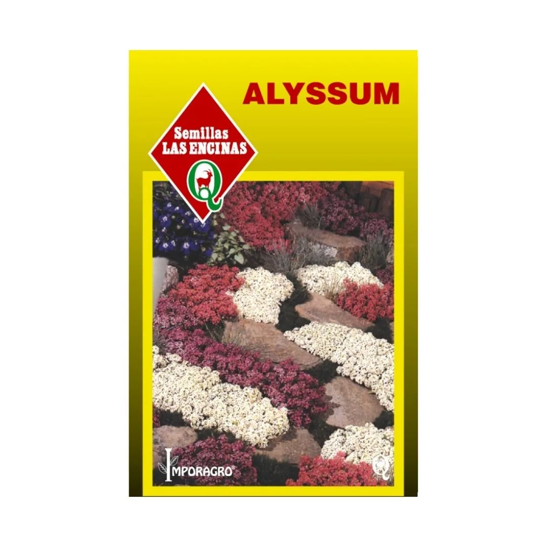 ALYSUM COLORES VARIADOS