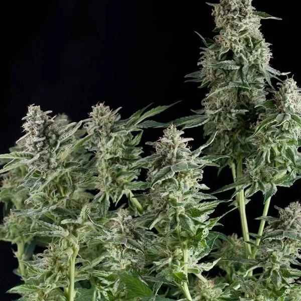 auto-northern-lights-auto