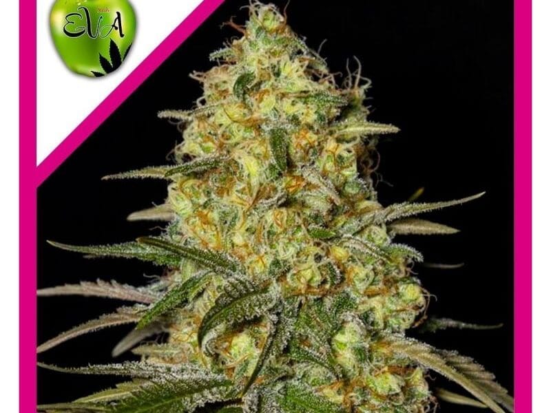 BLACK DREAM FEM X3+1- EVA SEEDS