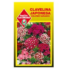 CLAVELINA JAPONESA COLORES VARIADOS