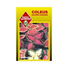 COLEUS