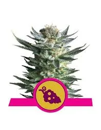 FRUIT SPIRIT FEM  X3- ROYAL QUEEN SEEDS