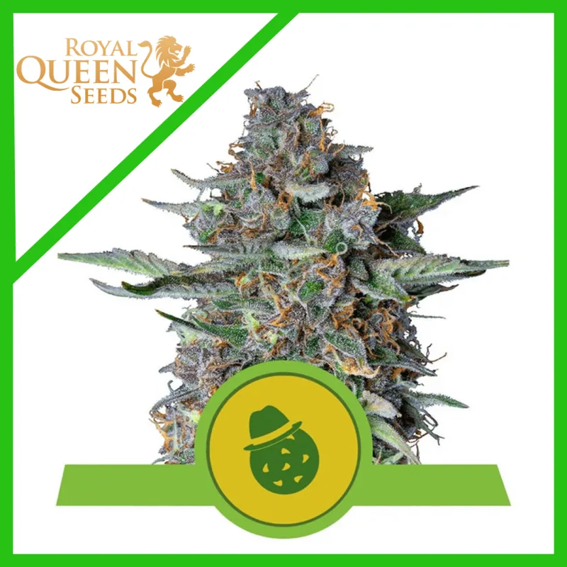 DO-SI-DOS X3 AUTO - ROYAL QUEEN SEEDS