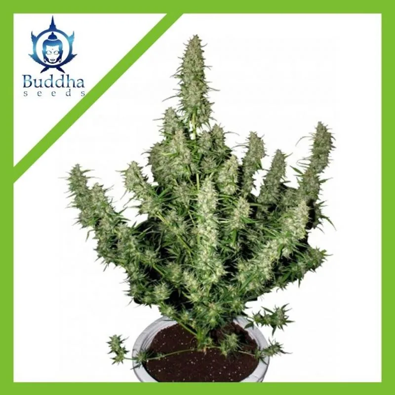SEMILLA MAGNUM AUTO  X3+1- BUDDHA SEEDS