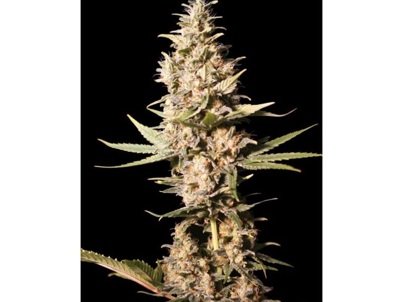 MISSING IN BCN FEM EVA SEEDS X4
