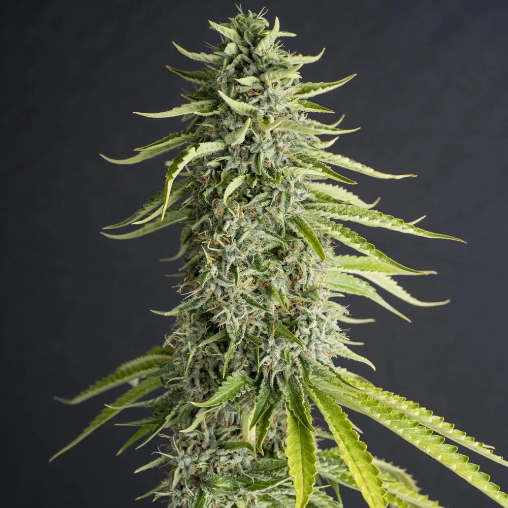 VIEJO TOBY FEM X3+1- EVA SEEDS