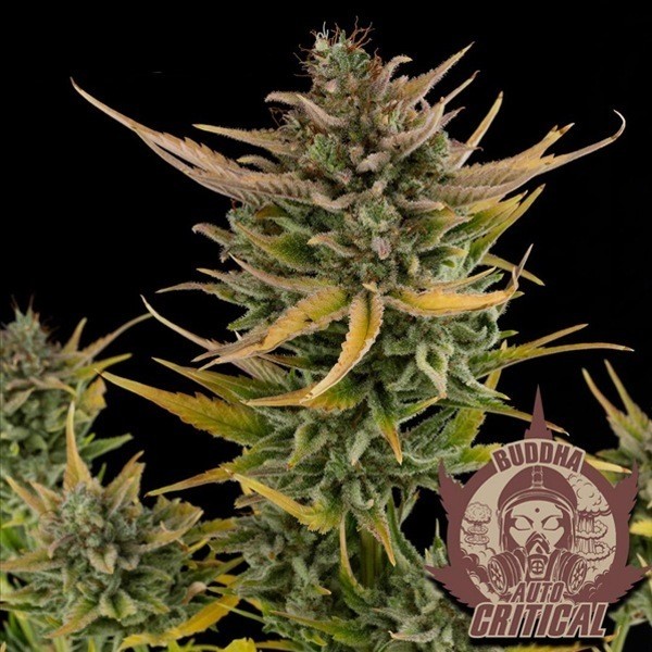CRITICAL CLASSICS AUTO X3+1- BUDDHA SEEDS