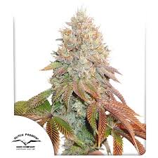 BANANA BLAZE AUTO X3+1- DUTCH PASSION