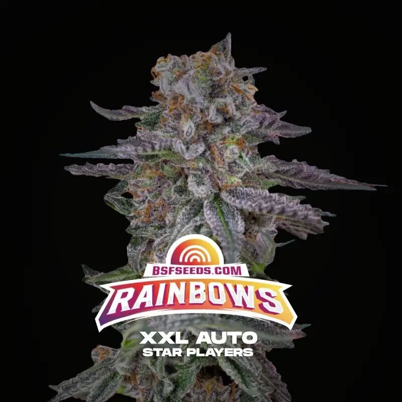 RAINBOWS XXL AUTO X4- BSF