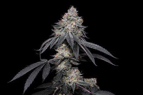 BRRBERRY X FRUITY PEBBLES OG X3+1- SECRET FILE