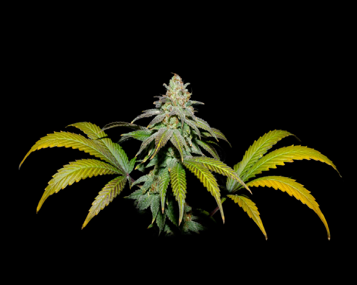 GUAVA X FRUITY PEBBLES OG X3+1- SECRET FILE