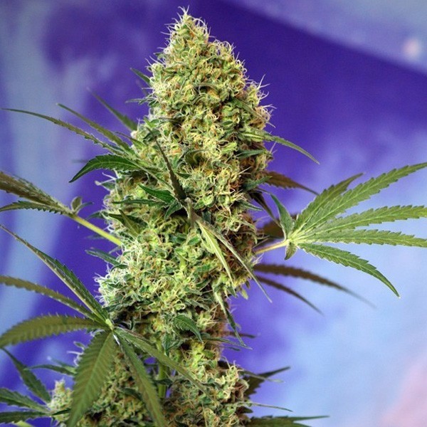 BIG DEVIL XL AUTO X3+1- SWEET SEEDS