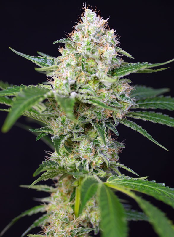 CRYSTAL CANDY FEM X3+1- SWEET SEEDS