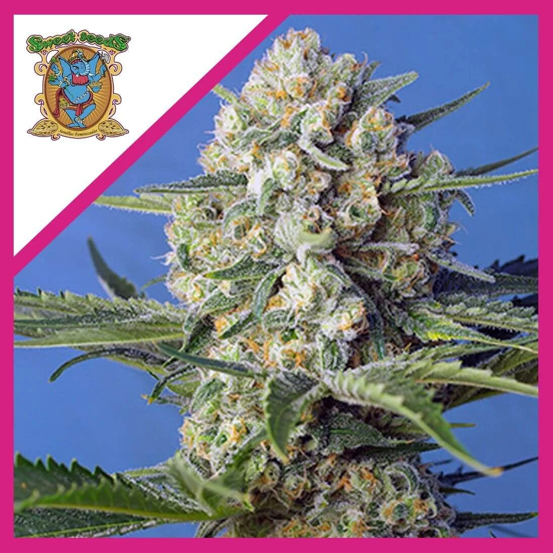 CRYSTAL CANDY FEM X3+1- SWEET SEEDS