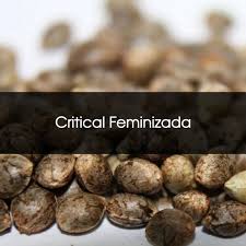 CRITICAL FEMINIZADA A GRANEL