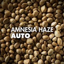 AMNESIA HAZE AUTOMÁTICA A GRANEL