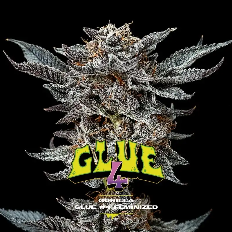 GORILLA GLUE N4 FEM X4-BSF