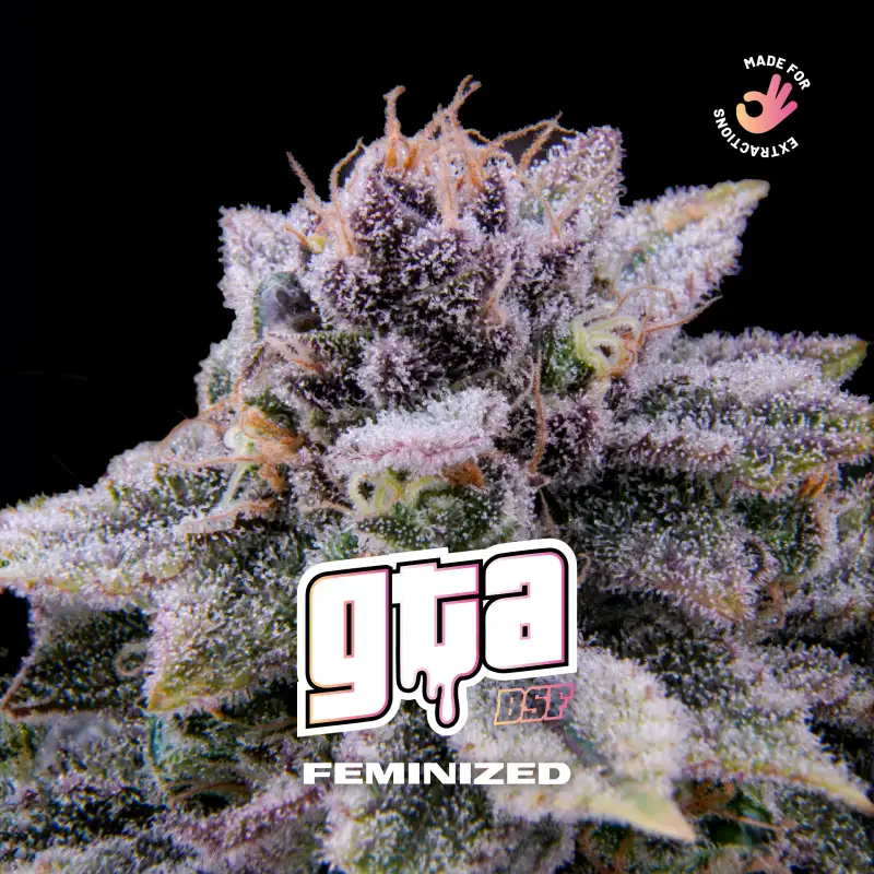 GTA FEM X4- BSF