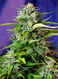 JACK 47 FEM X3+1- SWEET SEEDS