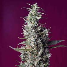 SWEET CHERRY PIE FEM X3+1- SWEET SEEDS