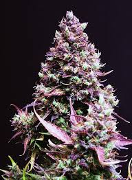 CREAM CARAMEL AUTO X3+1- SWEET SEEDS