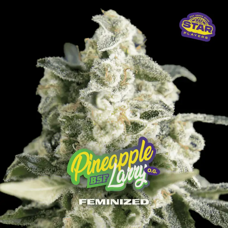 PINEAPPLE LARRY OG FEM X4 - BSF
