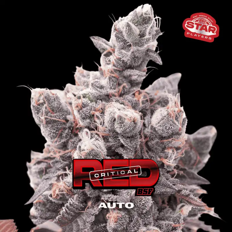 RED CRITICAL AUTO X4- BSF