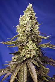 RUNTZ XL AUTO X3+1- SWEET SEEDS