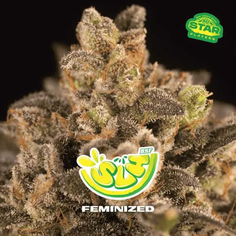 SUPER LEMON HAZE FEM X4- BSF
