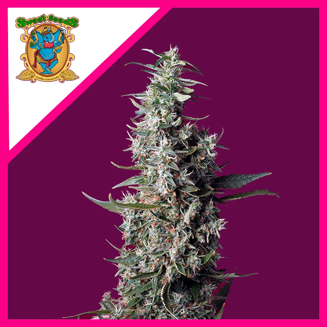 SWEET CHERRY PIE FEM X3+1- SWEET SEEDS