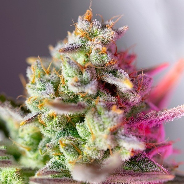 SWEET MIMOSA XL AUTO X3+1- SWEET SEEDS