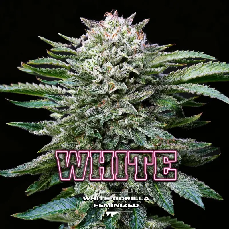 WHITE GORILLA FEM X4 BSF