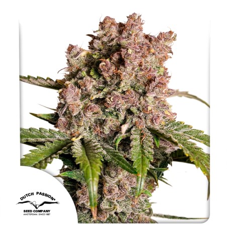 STRAWBERRY SODA AUTO X3-DUTCH PASSION