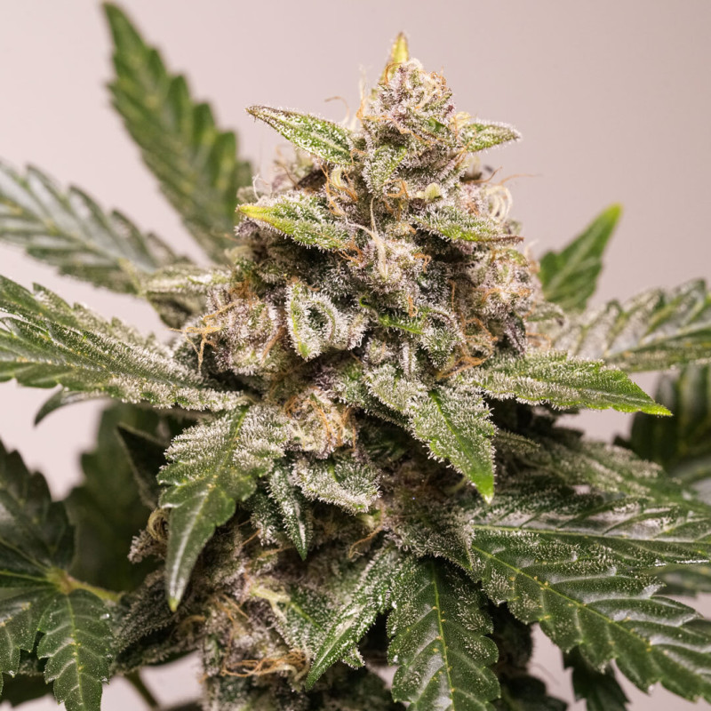 STRAWBERRY SODA AUTO X3-DUTCH PASSION