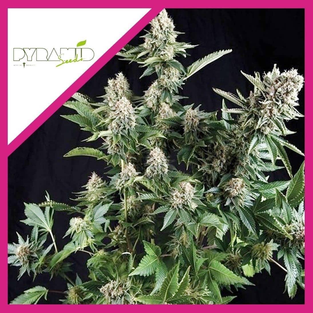 WHITE WIDOW FEM X3+1- PYRAMID SEEDS