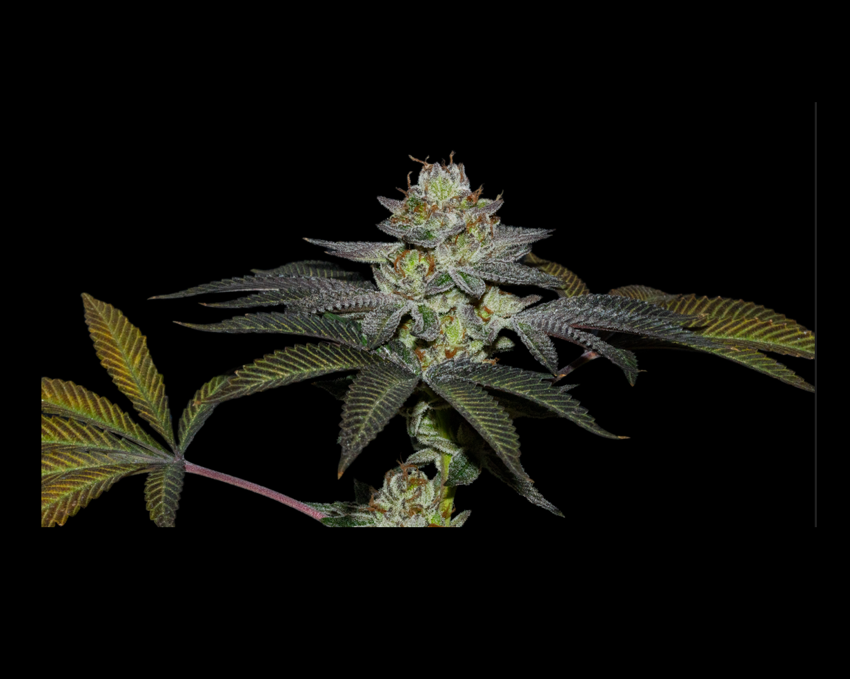 COCO NUTTY X FRUITY PEBBLES OG X3+1- SECRET FILE
