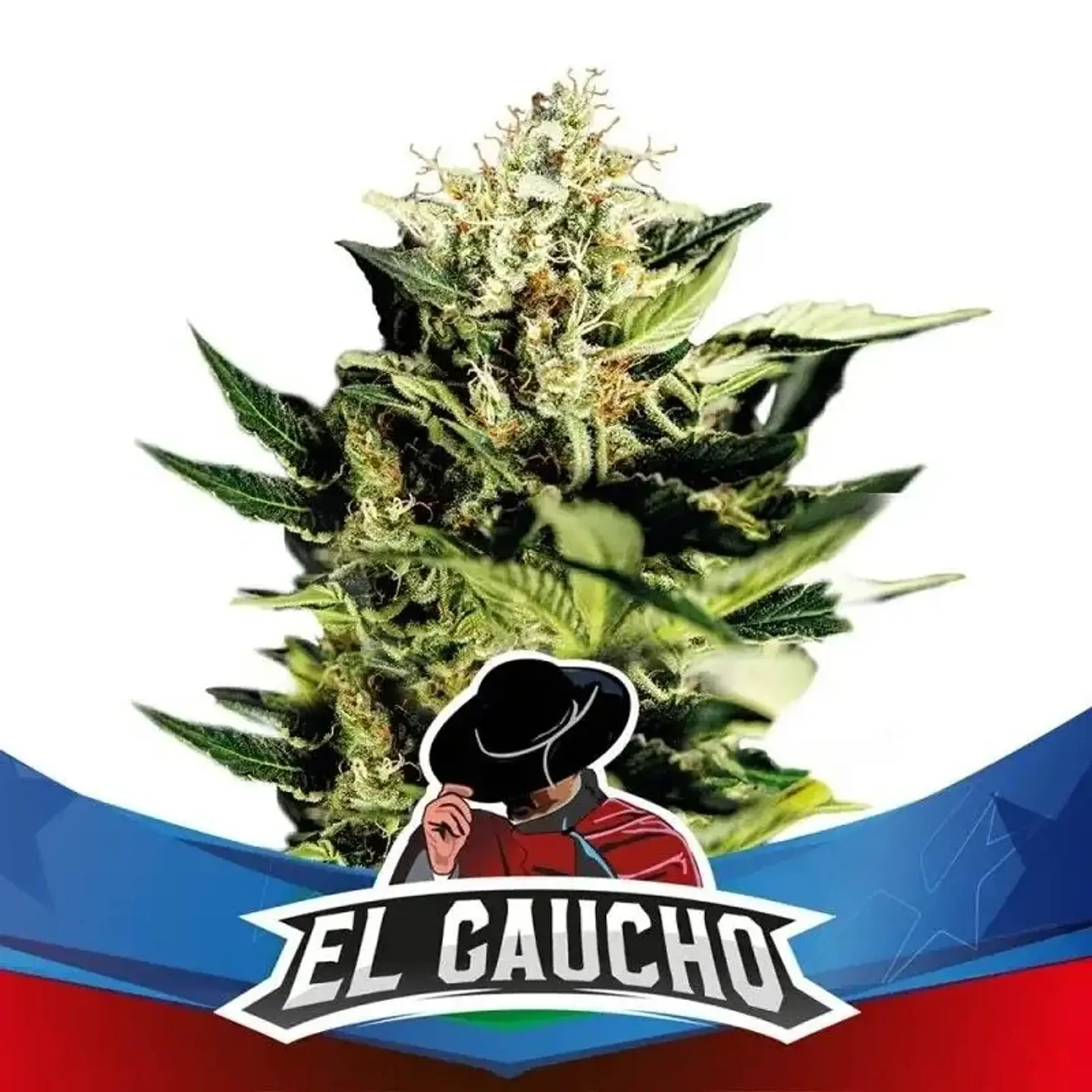 EL GAUCHO FAST VERSION X4- BSF