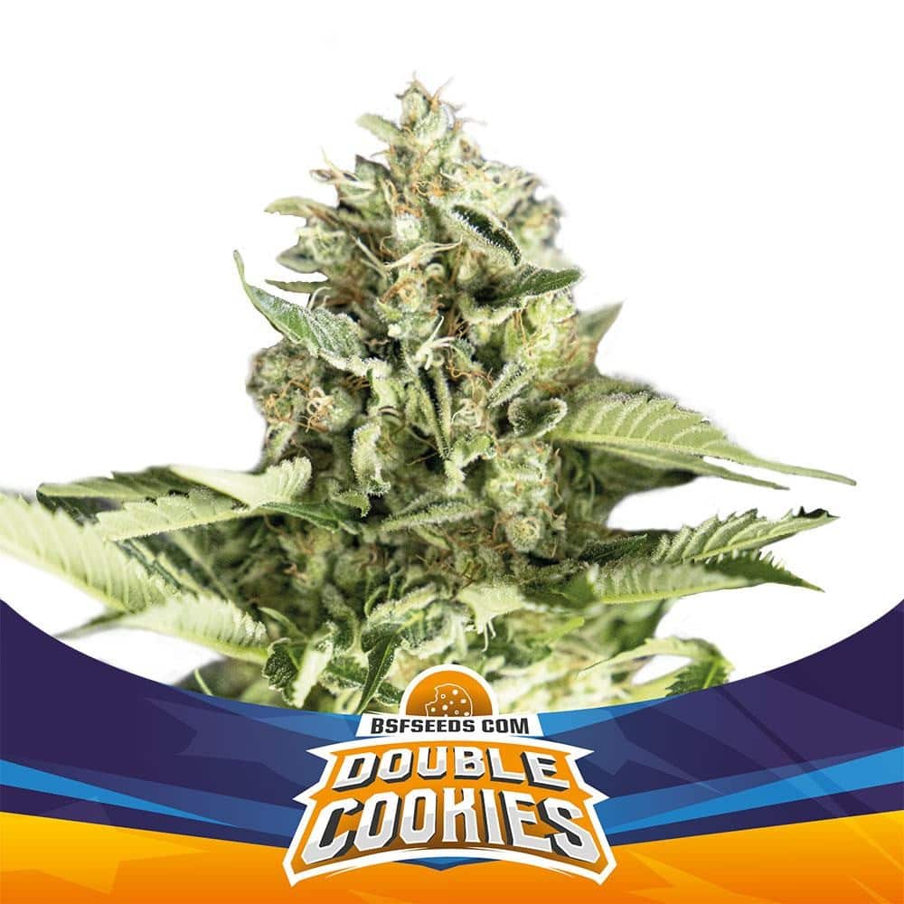 DOUBLE COOKIES AUTO X4- BSF
