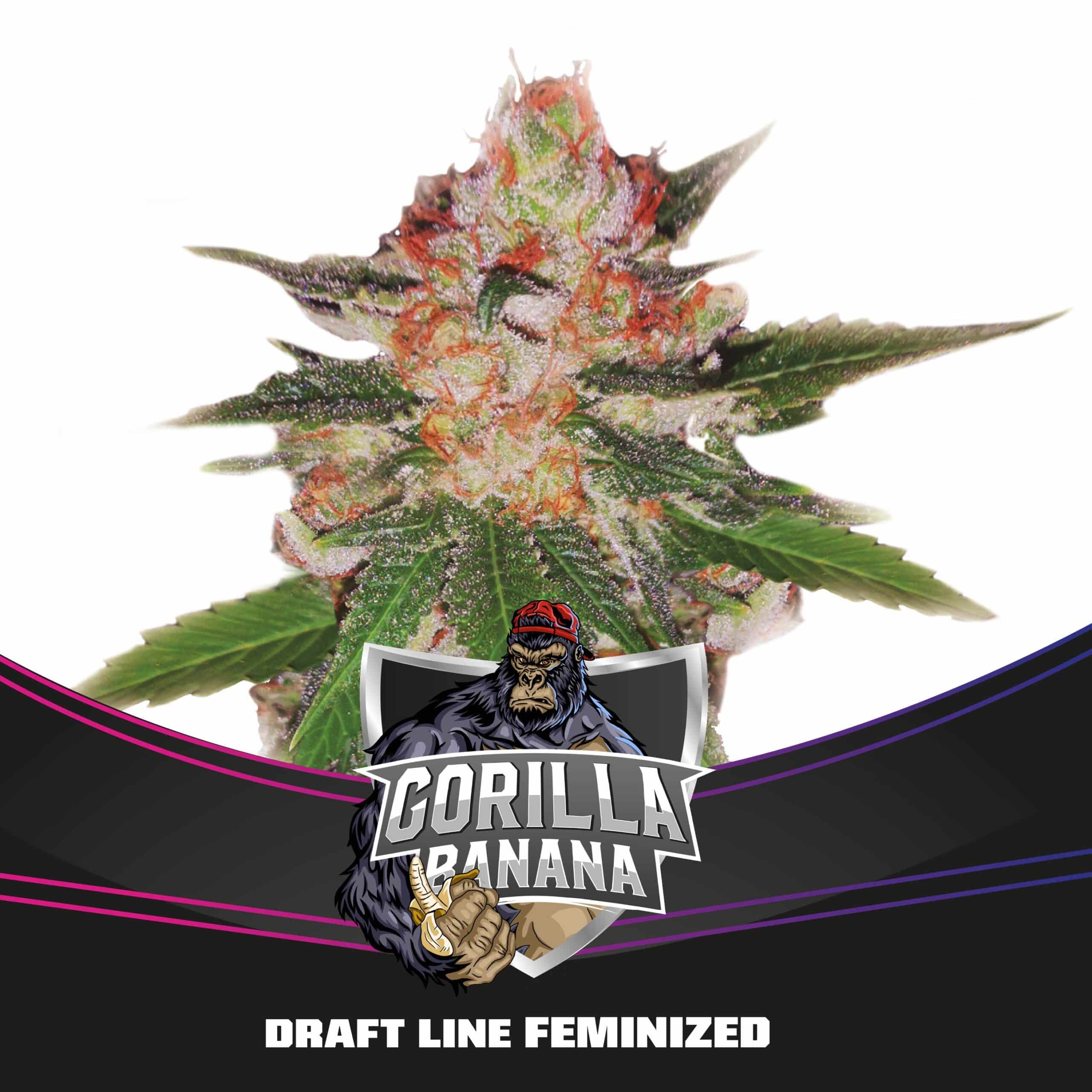 GORILLA BANANA FEM X4- BSF