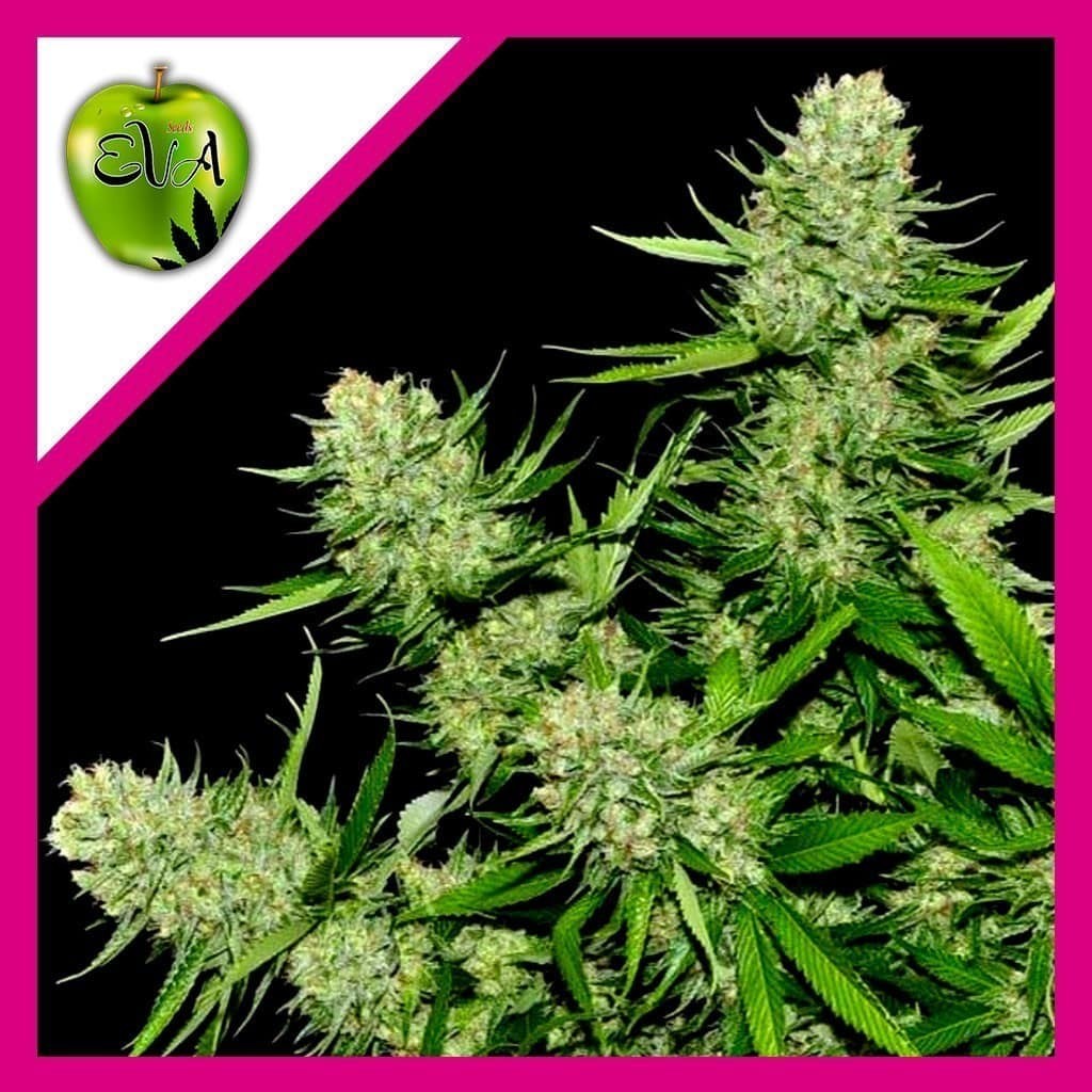 VENENO FEM X3+1- EVA SEEDS